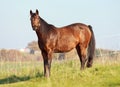 Quarter Horse mare Royalty Free Stock Photo