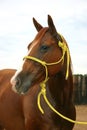 Quarter Horse Mare