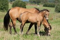 Quarter horse mare and foal Royalty Free Stock Photo