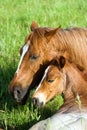 Quarter-horse mare and foal