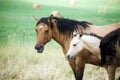 Quarter horse mare and foal Royalty Free Stock Photo
