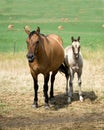 Quarter horse mare and foal Royalty Free Stock Photo