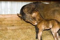 Quarter horse mare and foal Royalty Free Stock Photo