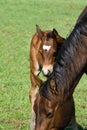 Quarter horse mare and foal