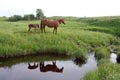 Quarter horse mare and foal Royalty Free Stock Photo