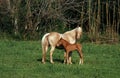 Quarter Horse, Mare with Foal Suckling Royalty Free Stock Photo