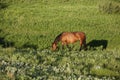 Quarter horse mare grazing in green pasture in summer with shadow. Royalty Free Stock Photo