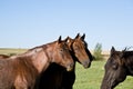 Quarter horse mares Royalty Free Stock Photo