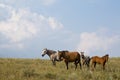 Quarter horse mares and foals Royalty Free Stock Photo