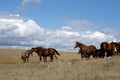 Quarter horse mares in pasture