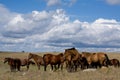 Quarter horse mares on priarie Royalty Free Stock Photo