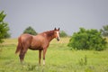 Quarter horse in meadow