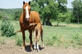 Quarter horse nursing foal in Texas hill country