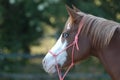 Quarter horse, particular eyes