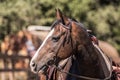 Quarter Horse Profile Close Up