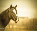 Quarter horse - sepia Royalty Free Stock Photo