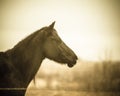 Quarter horse - sepia Royalty Free Stock Photo