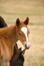 Quarter horse sorrel foal