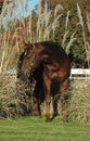 Quarter horse stallion Royalty Free Stock Photo
