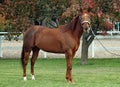 Quarter horse stallion Royalty Free Stock Photo