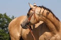 Quarter Horse stallion portrait Royalty Free Stock Photo