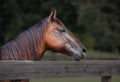 A Quarter Horse waiting for someone to pet her