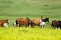 Quarter horses in clover Royalty Free Stock Photo