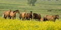 Quarter horses in clover