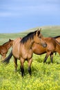 Quarter horses in clover Royalty Free Stock Photo
