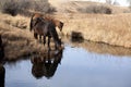 Quarter horses drinking Royalty Free Stock Photo