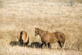 Quarter horses in fall pasture