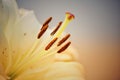 Quarter Yellow lily close-up