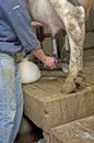 Quarter Milking Bottle, Cow Infected with Mastitis Royalty Free Stock Photo