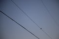 Quarter moon with electric wires at the left