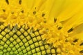 Quarter sunflower Royalty Free Stock Photo