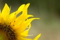 A quarter of a sunflower. Royalty Free Stock Photo