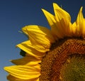 Quarter of the sunflower isolated on the clear blue sky Royalty Free Stock Photo