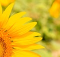 A quarter of sunflower Royalty Free Stock Photo