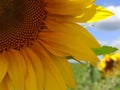 A quarter of sunflower in Ukraine on a sunny day with sky and field background Royalty Free Stock Photo