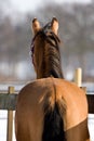 Quarterhorse