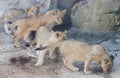 A Quartet of Curious Lion Cubs