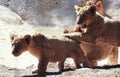 A Quartet of Curious Lion Cubs