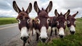 Quartet of Eager Donkeys Awaiting Roadside Snacks. Concept Animal Encounters, Roadside Attractions,