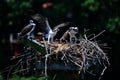 Quartet of fledgling osprey chicks in their nest on the Chesapeake Bay