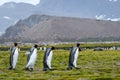 Quartet of King Penguins marching across the Salisbury Plain, South Georgia Royalty Free Stock Photo