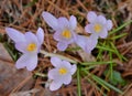 Quartet in mauve arising from pine straw