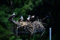 Quartet of osprey chicks Royalty Free Stock Photo