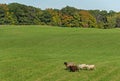 Quartet of Sheep Ovis aries Run in Autumn Field Royalty Free Stock Photo