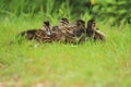 Quartet of young wild ducks