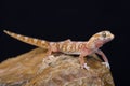 Quartz Gecko Pachydactylus latirostris